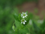 Vogelmiere - stellaria media