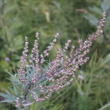 Beifuß - Artemisia vulgaris