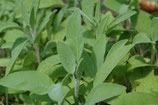Salbei Spanischer - salvia lanvandulifolia