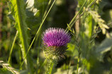 Mariendiestel - silybrum marianum