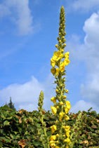 Großblütige Königskerze - Verbascum densiflorum