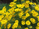 Färberkamille - Anthemis tinctoria