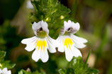 Augentrost - Euphrasia officinalis