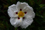 Cistrose - cistus ladanifer