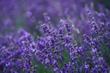 Lavendel Hidcot Blue