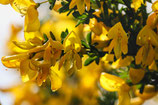 Färber Ginster - genista tinctoria