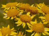 Berg Arnica - arnica montana