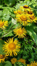 Alant - inula helenium