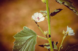 Eibisch - althaea officinalis