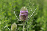 Wilde Karde - Dipsacus syvestris