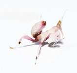 Orchideenmantis - Hymenopus coronatus