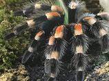 Rotknie-Vogelspinne CH-NZ - Brachypelma harmorii (ehemals Brachypelma smithi)