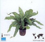 Microsorum pteropus "Latifolia"