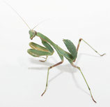 grüne Gottesabeterin - Sphodromantis linolea