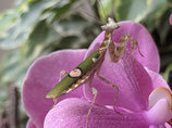 Blütenmantis - Creobroter sp. Yunnan
