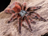 Martinique-Baumvogelspinne NZ - Avicularia versicolor