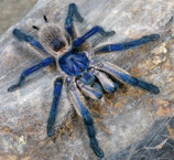 blaue Jemen-Vogelspinne CH-NZ 2021 - Monocentropus balfouri