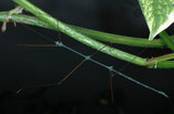 Blaue Thai-Stabheuschrecke - Ramlus nematodes