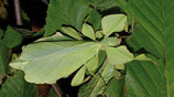 Wandelndes Blatt - Phyllium giganteum