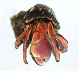 Lila Landeinsiedlerkrebs - Coenobita brevimanus