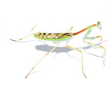 Gestreifte Mantis - Omomantis zebrata