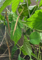 Geflügelte Stabheuschrecke - Sipyloidea sipylus