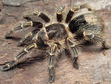 Goldknie-Vogelspinne NZ - Grammostola pulchripes