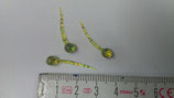 Sperm Worm ¾''