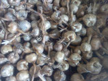 Lot de 700 bulbes de Crocus Sativus Bio