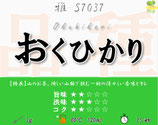 ≪完売≫おくひかり［雅］