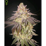 GREEN HOUSE SEEDS - BLACK TOFFEE AUTO