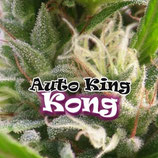 AUTO KING KONG - DR UNDERGROUND