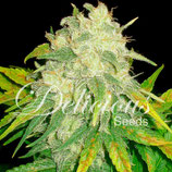 DELICIOUS SEEDS Auto - IL DIAVOLO AUTO