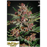 GREEN HOUSE SEEDS - BUBBA KUSH