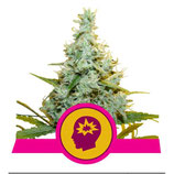 ROYAL QUEEN SEEDS - AMG AMNESIA MAC GANJA