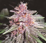 VIOLETA - ACE SEEDS