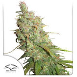 DUTCH PASSION - DESFRAN AUTO