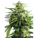 VISION GORILLA AUTO - VISION SEEDS