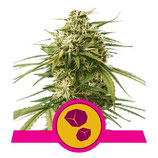 ROYAL QUEEN SEEDS - GUSHERS