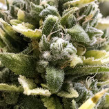 HUMBOLDT - OG KUSH AUTO