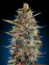 ADVANCED SEEDS Auto - AUTO BLUE DIESEL