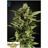 GREEN HOUSE SEEDS - GH CHEESE