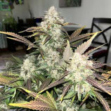 FASTBUDS SEEDS  - KAMALA AUTO