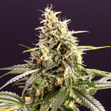 HUMBOLDT - CHEM BOMB AUTO