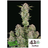 FASTBUDS SEEDS  - BRUCE BANNER