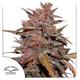 DUTCH PASSION Auto - Blackberry CBD Kush AUTO