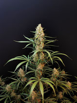 FASTBUDS SEEDS  - JACK HERER AUTO