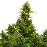 BUDDHA SEEDS - MEDIKIT AUTO