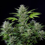BUDDHA SEEDS - TANGIE AUTO