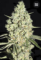 BULK SEED BANK Auto - AUTO CRITICAL